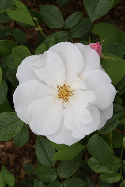 istock Single white rose (grade 