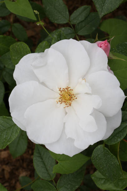 istock Single white rose (grade 