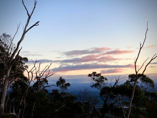istock Slanted trees in the sunset 1434676954