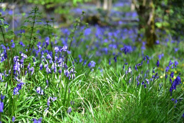 istock Sunlight  on Enlgish native Bluebells 1434679426