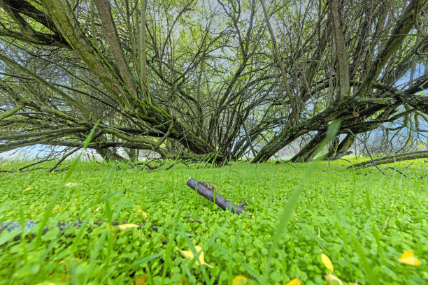Image of dense forest with bright green overgrown ground during daytime in summer