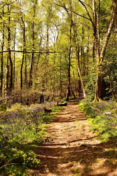 istock Sunlight and a track in to the Bluebells 1434680743