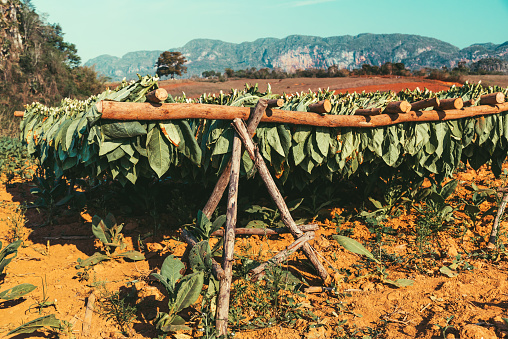 Tobacco leafs drying, Vinales Valley, Cuba