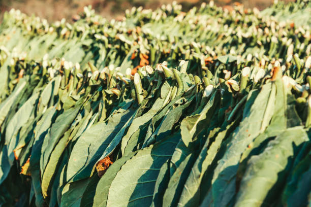 Tobacco leafs drying, Vinales Valley, Cuba
