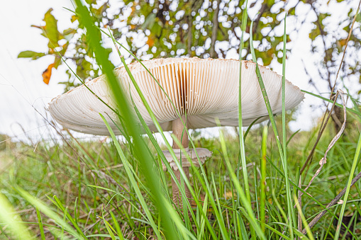 Close up of a parasol mushroom in a meadow during the day in summer