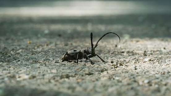 A macro of an ant with food in its mouth and attacking the camera