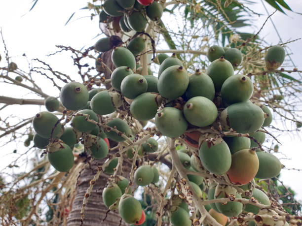 istock Manila palm tree fruits or Adonidia merrillii close up 1434682020