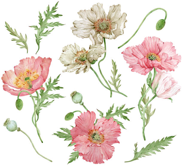 ilustrações de stock, clip art, desenhos animados e ícones de watercolor hand-drawn set of iceland pink and white poppies and green leaves. beautiful flowers - stem poppy fragility flower