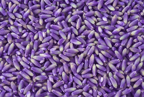Lavender seeds closeup background or backdrop