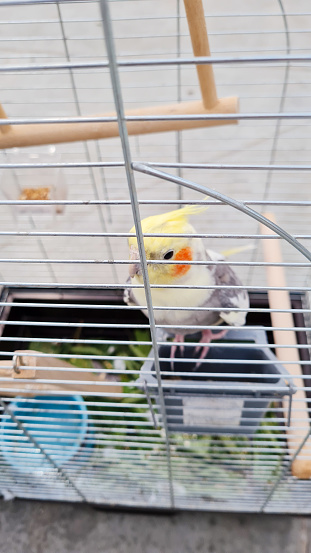 Selective focus of bright green parrot sitting in bird cage