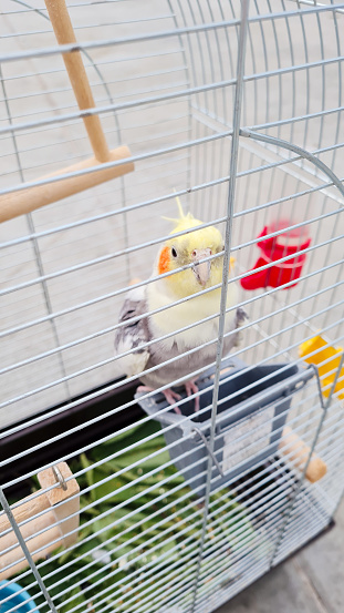 Yellow lovebird parrot in a cage on a perch.
