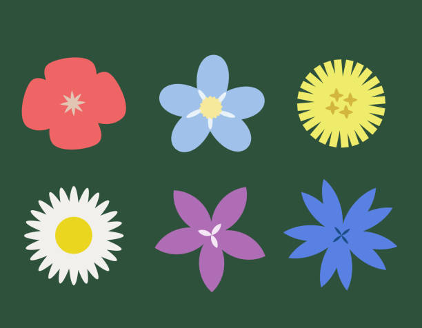 zestaw różnych dzikich kwiatów widok z góry. - wildflower set poppy daisy stock illustrations