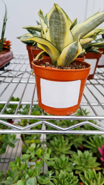 istock Sansevieria home plant stands in a flower pot 1434685908