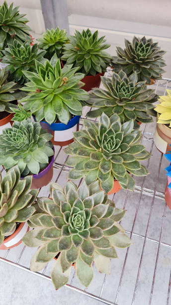 istock Variety of succulent plants 1434686041