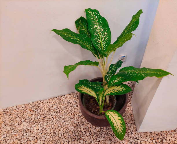 istock Dieffenbachia Dumb canes plant 1434686132