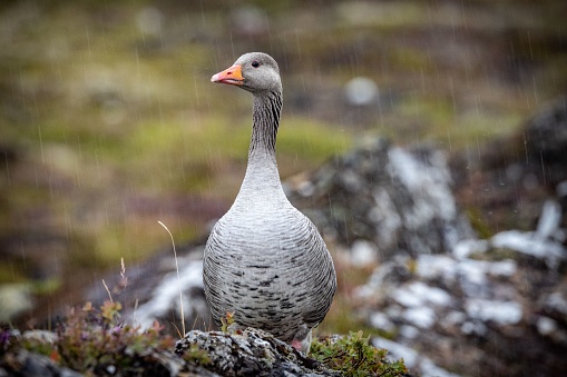 A Greylag goose, Anser anser under the rain in Iceland