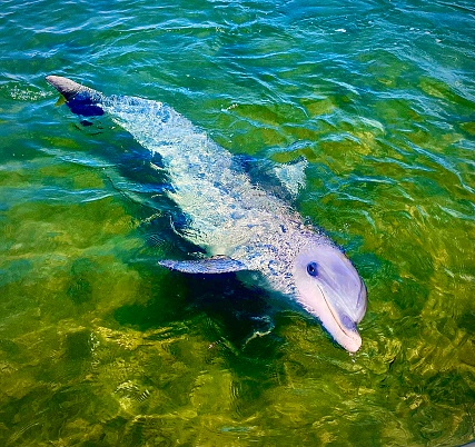 Dolphin in Whyalla
