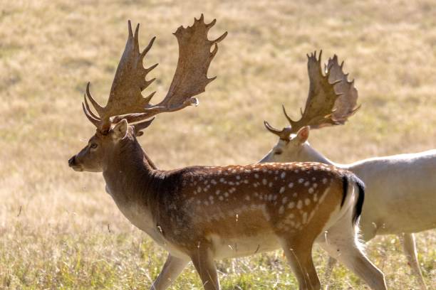 istock Two European fallow deer wandering in Danish woods 1434687084