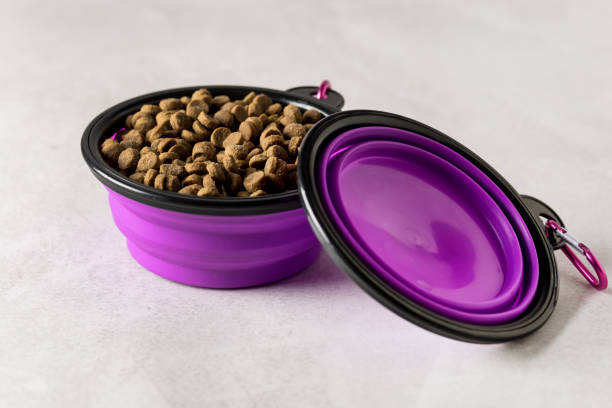 best cat bowl