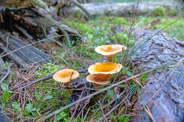 крупный план группы лисичек в дневное время на лесной подстилке - moss fungus macro toadstool стоковые фото и изображения