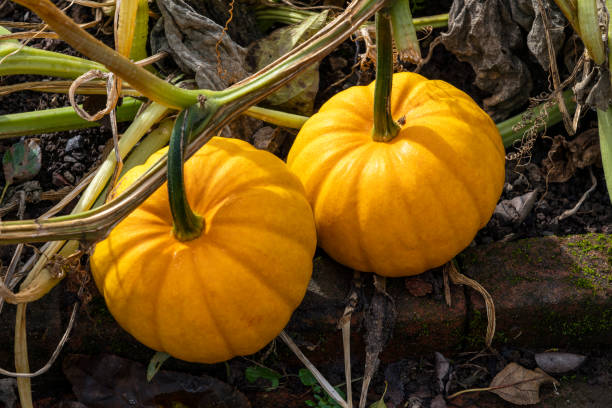 istock Cucurbita pepo 'Orangita' 1434690985