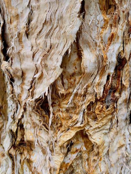fotografii de stoc, fotografii și imagini scutite de redevențe cu melaleuca scoarță de copac - leptospermum