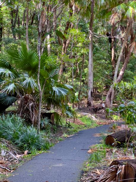 sentiero escursionistico della palm valley - indigenous culture australia aborigine australian culture foto e immagini stock