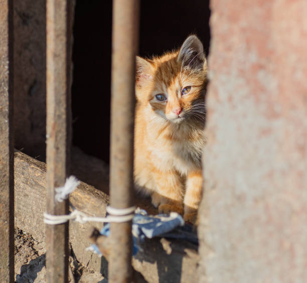 istock Homeless animal with offspring. 1434692655