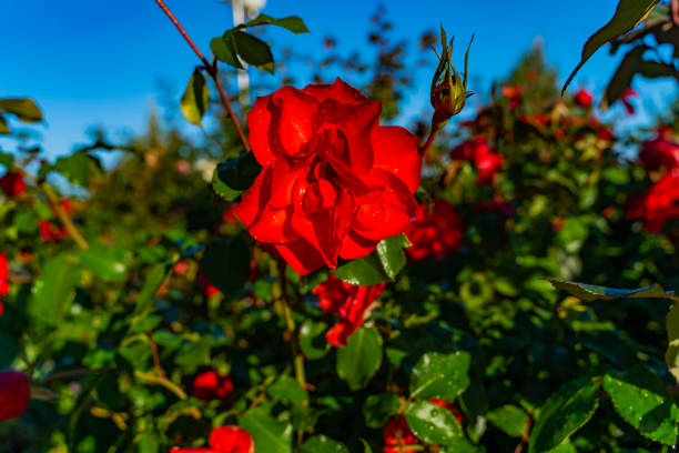 istock Garden red roses. 1434692858