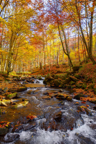 istock water flow among stones in the natural park 1434695043