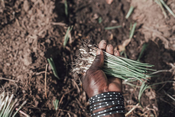 istock Burkina Faso, agriculture 1434697844