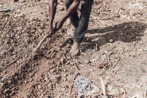 Some Burkina Faso farmers are sowing and harvesting vegetables from a cultivated field