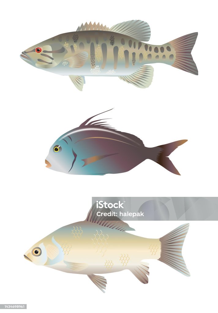 fish vector, fish illustrations, marine illustration Abstract stock vector fish vector, fish illustrations, marine illustration Abstract stock vector