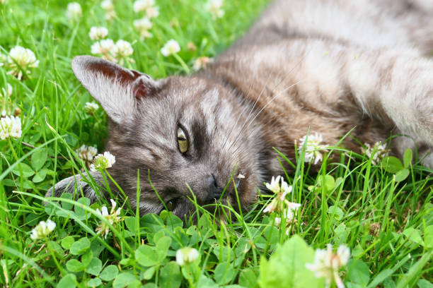Cute cat lying down in grass in the garden.