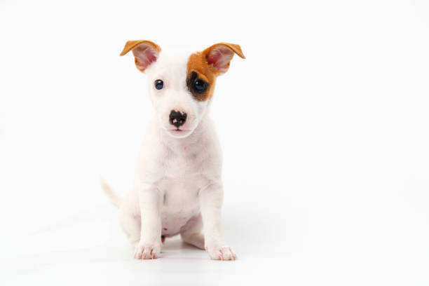 istock a jack russell terrier puppy on a white background. poster 1434700690