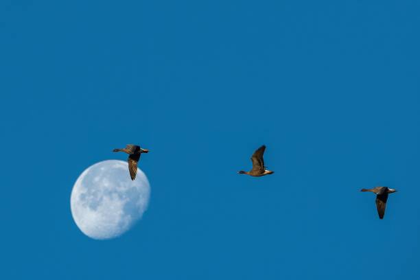 istock Geese flying against the moon in a blue sky 1434700960