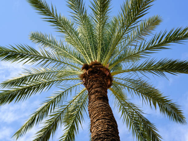 istock beautiful palm tree and blue sky background 1434701132