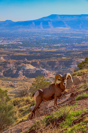 Big horn sheep at Colorado National Monument