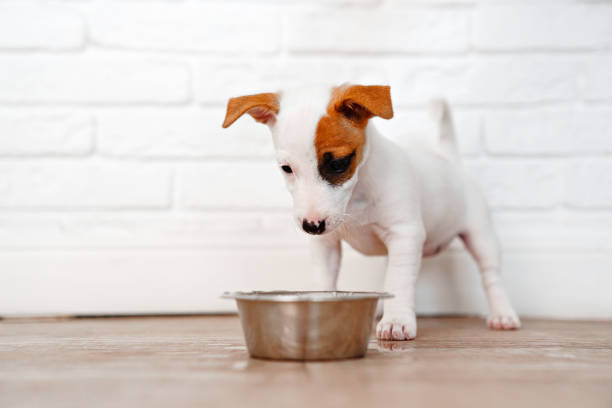 istock a jack russell terrier puppy eats food or drinks water from a bowl. 1434703531