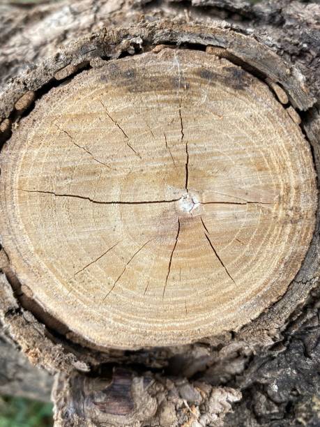 istock Cross section of oak grove tree trunk showing growth rings 1434705953
