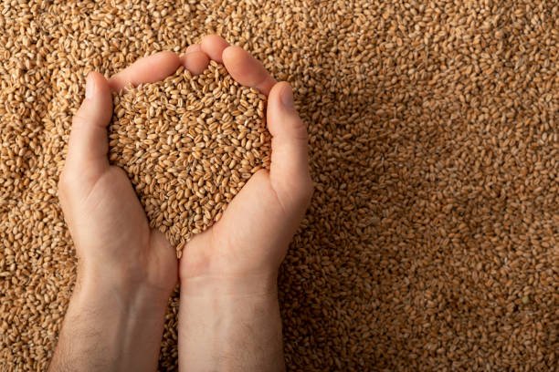 istock Human caucasian handfuls with wheat kernels over grain background 1434706354