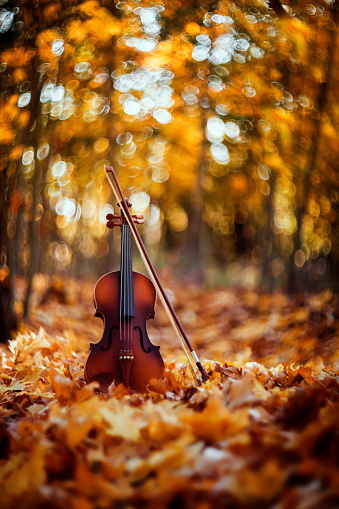 vertical postcard instrument wooden violin with bow stands in a sunny spring park among fallen golden foliage