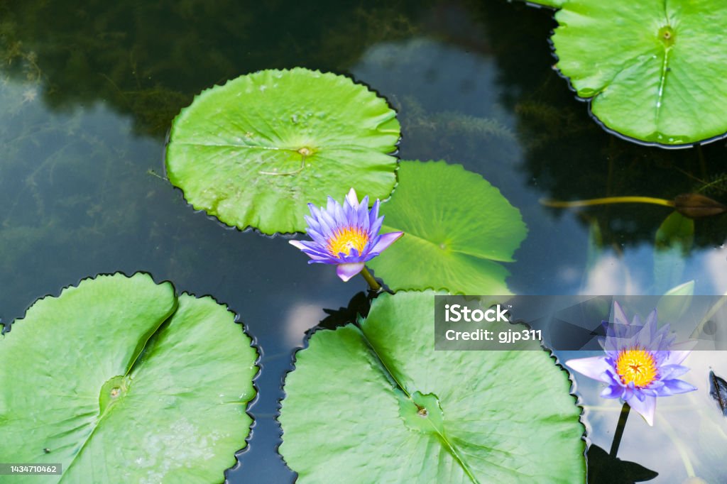 Primer Hermoso Flor De Loto Y Hoja Verde En Estanque Pureza De Fondo De La Naturaleza Foto de stock y más banco de imágenes de Agua - iStock Primer Hermoso Flor De Loto Y Hoja Verde En Estanque Pureza De Fondo De La Naturaleza Foto de stock y más banco de imágenes de Agua - iStock