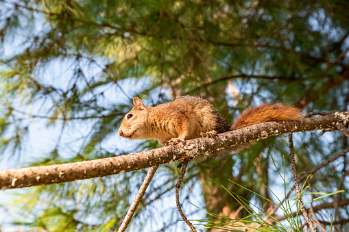 Portrait of fox squirrel (Sciurus niger) sitting on branch isolated on green. Holds foreleg with nut on chest. Urban wildlife.