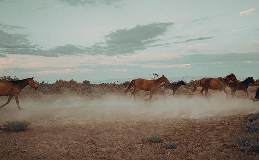 Galloping wild horses in the wilderness
