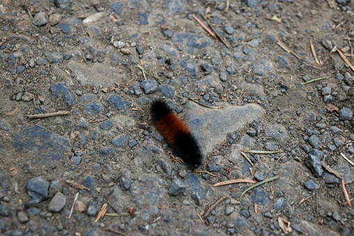 Black and orange furry Woolly Bear (Pyrrharctia Isabella) caterpillar of the isabella tiger moth on the road