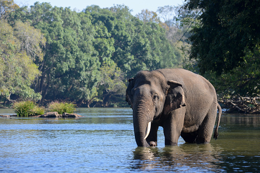 An Indian or Asian tusker elephant standing in the river in a forest
