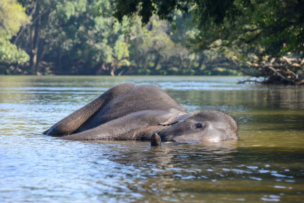 istock An Indian or Asian elephant lying in the water in a river 1434713088