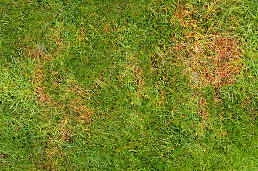 The texture of a sick lawn - a close-up of the lawn fragment affected by the fungus