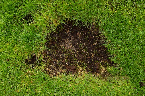 The texture of the lawn with local seeding - a close-up of the lawn with a fragment of mowed grass